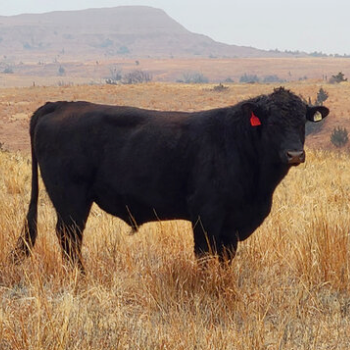 Whole Beef Share (deposit) - Available April '26